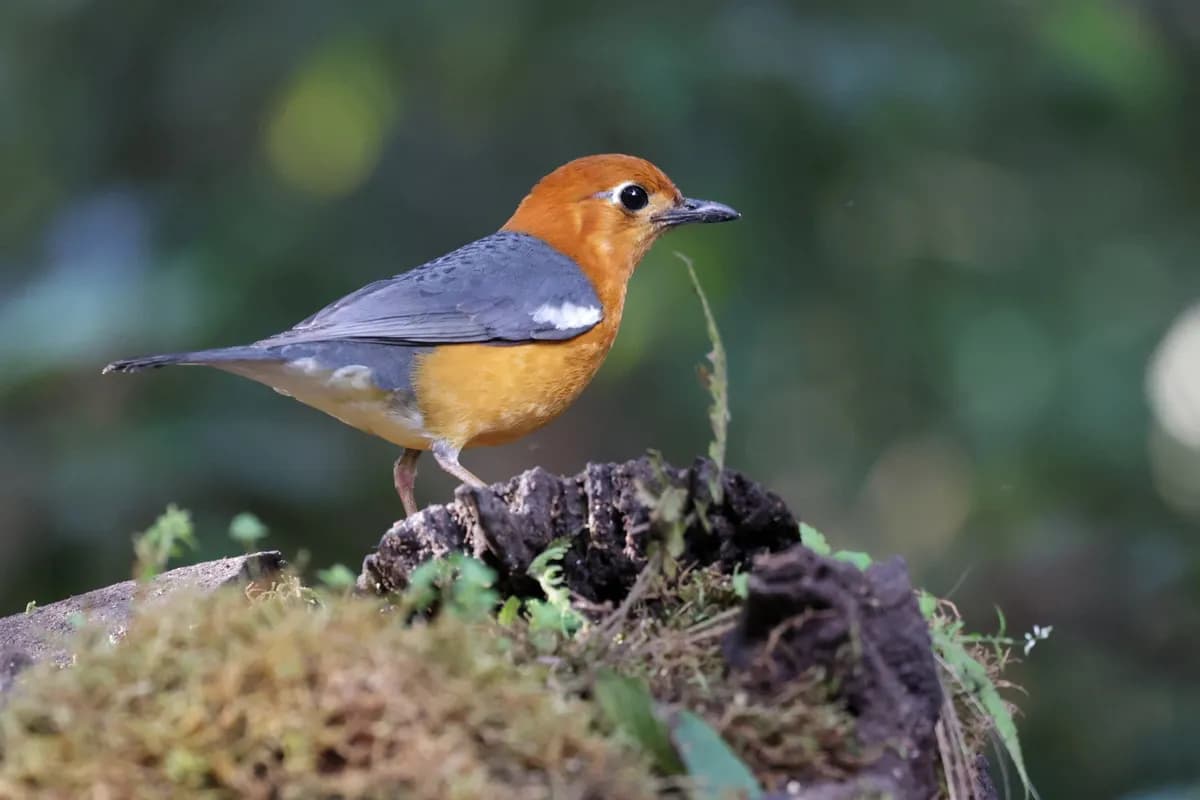 Beautiful bird in nature