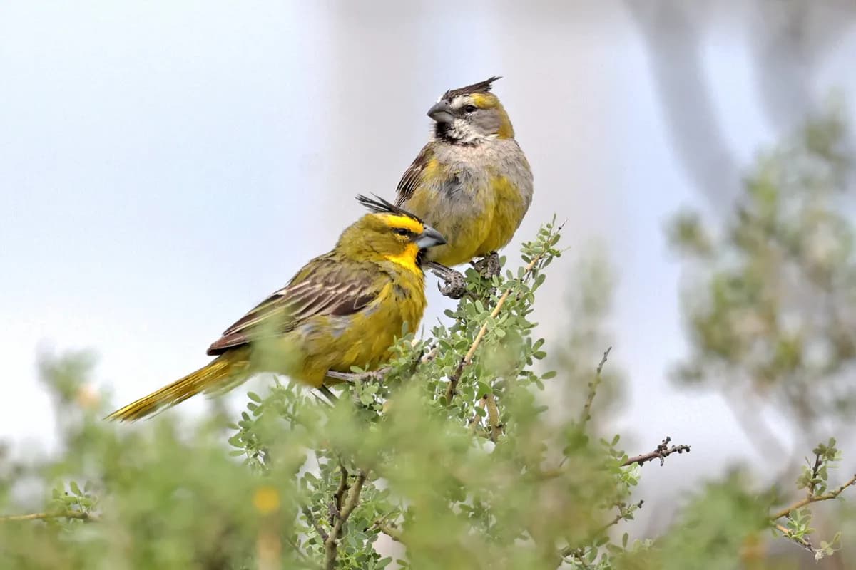 Yellow Cardinal