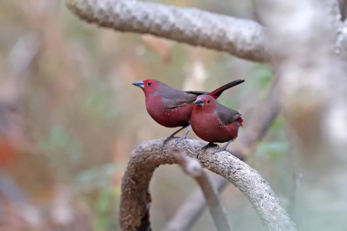 Mali Firefinch