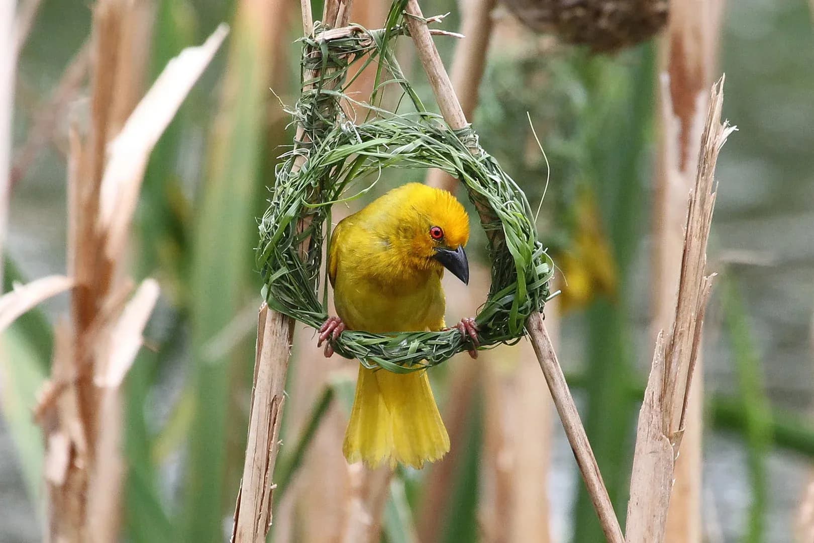 Beautiful bird photography 1