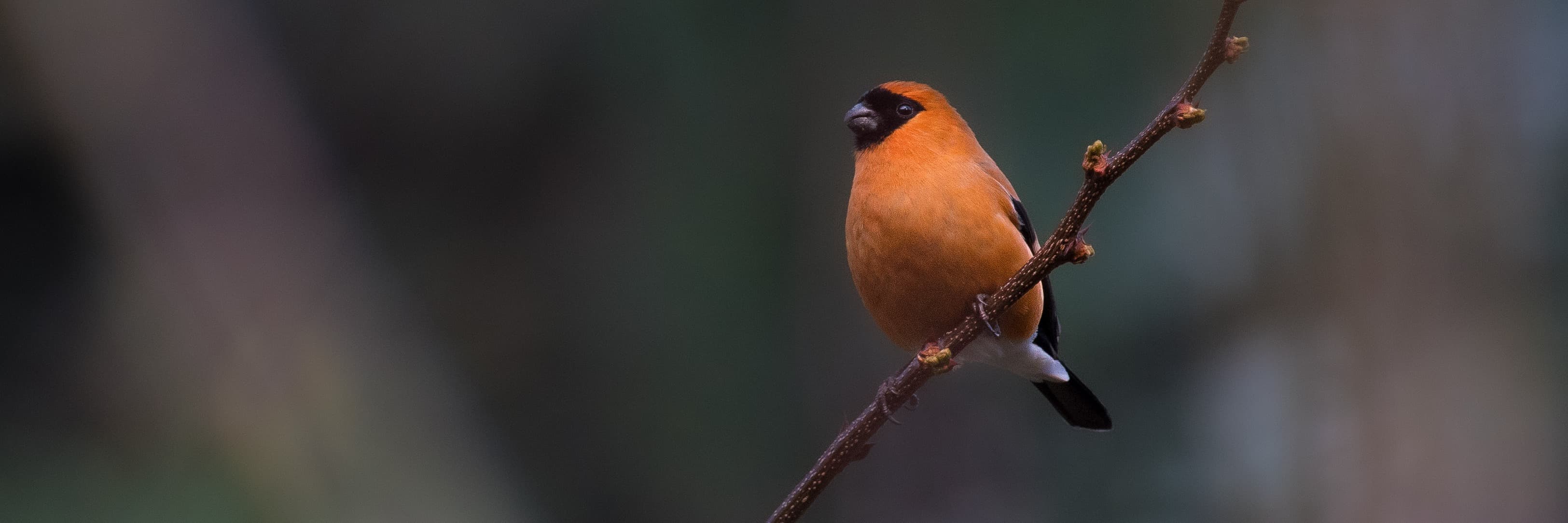 Ansar Ahmad birding locations